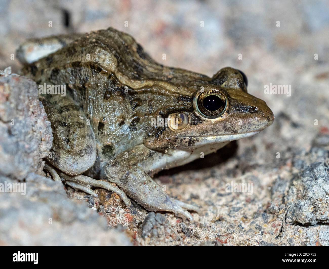 Erwachsener Frosch aus dem Orden Anura, Pouso Allegre, Mato Grosso, Pantanal, Brasilien, Südamerika Stockfoto