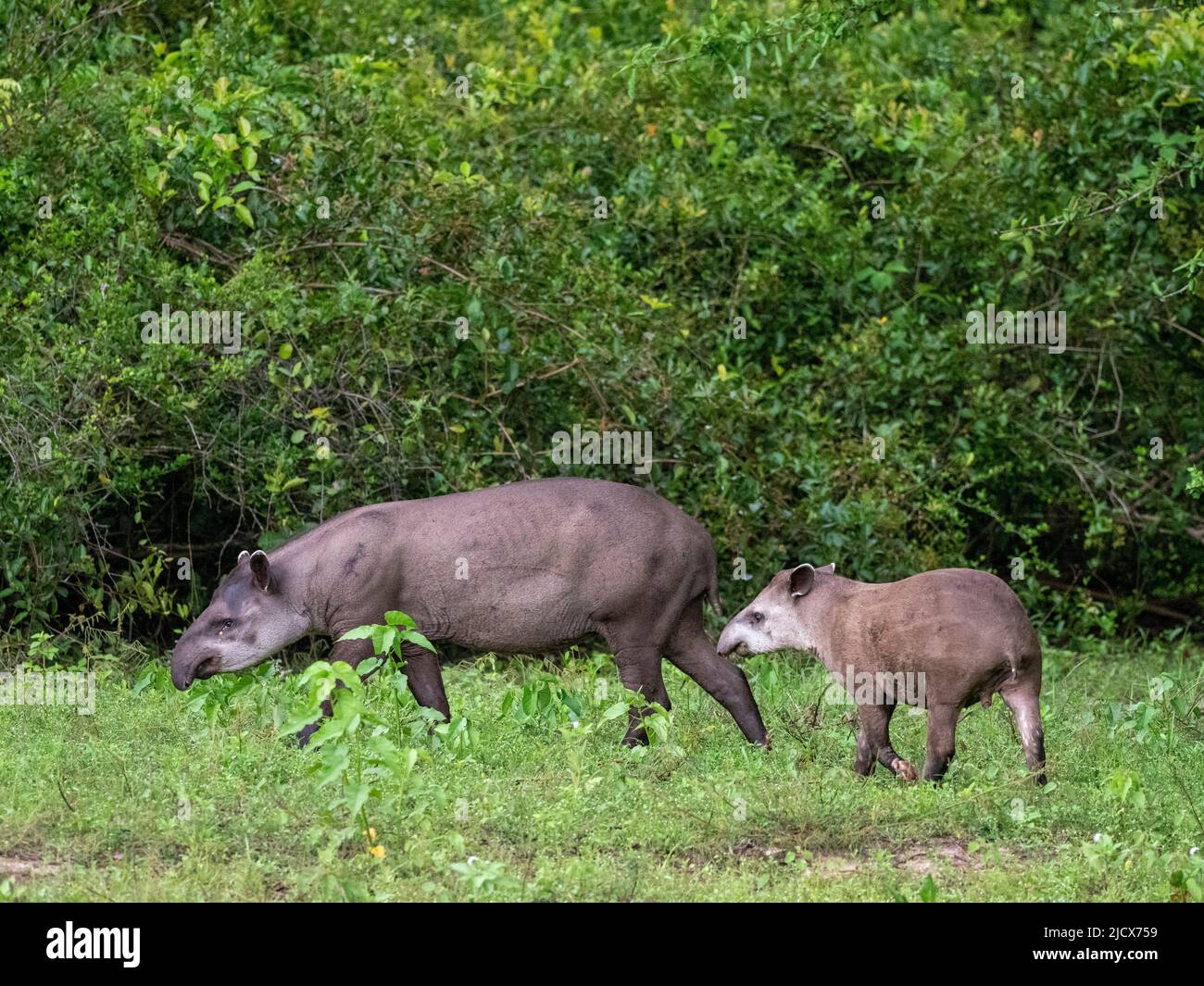 Südamerikanischer Tapir (Tapirus terrestris), Mutter und Kalb bei Pouso Allegre, Mato Grosso, Pantanal, Brasilien, Südamerika Stockfoto