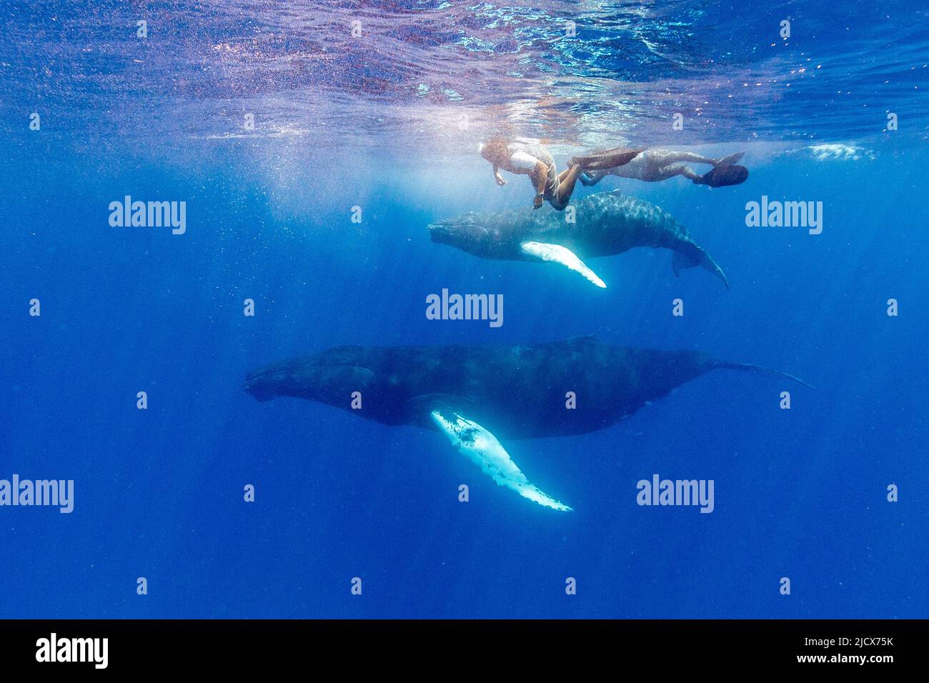 Buckelwal (Megaptera novaeangliae), Mutter und Kalb unter Wasser auf der Silver Bank, Dominikanische Republik, Großantillen, Karibik Stockfoto