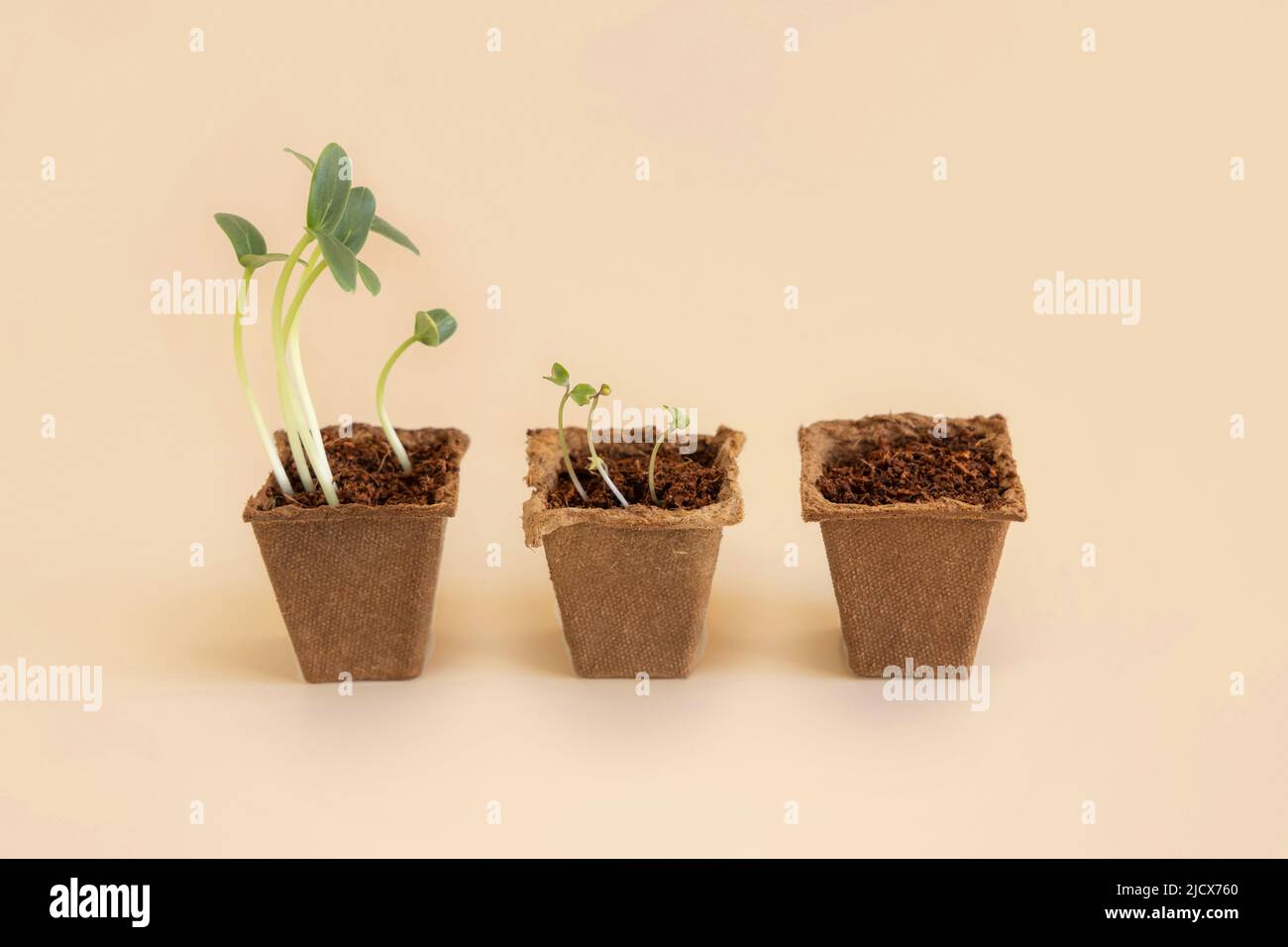 Setzlinge in biologisch abbaubaren Töpfen auf hellgelber Nahaufnahme. Indoor-Gartenarbeit, Homegrown Pflanzen, keimende Kräutersamen. Minimale Zusammensetzung mit Kopie sp Stockfoto