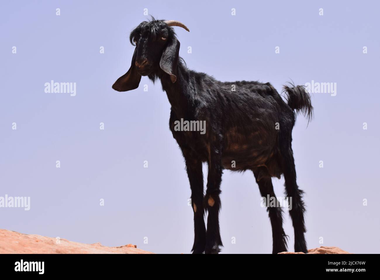 Eine schwarze Ziegenziege, die auf einem Felsenvorsprung in der Wüste von WADI RUM Jordan steht Stockfoto
