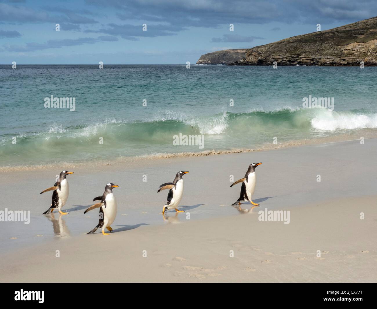 Gentoo-Pinguin (Pygoscelis papua), Erwachsene, die am Strand von New Island, Falklands, Südamerika, von der Nahrungsaufnahme auf See zurückkommen Stockfoto Gentoo-Pinguin (Pygoscelis papua), Erwachsene, die am Strand von New Island, Falklands, Südamerika, von der Nahrungsaufnahme auf See zurückkommen Stockfoto