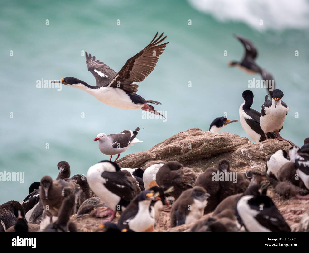 Erwachsener kaiserlicher Shag (Leucocarbo atriceps), im Flug in einer Brutkolonie auf Saunders Island, Falklands, Südamerika Stockfoto