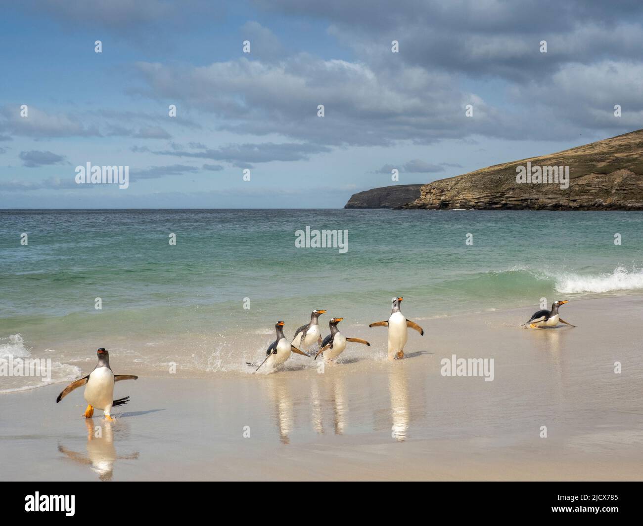 Gentoo-Pinguin (Pygoscelis papua), Erwachsene, die am Strand von New Island, Falklands, Südamerika, von der Nahrungsaufnahme auf See zurückkommen Stockfoto