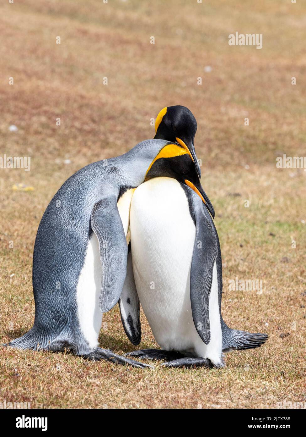 Ein Paar erwachsener Königspinguine (Aptenodytes patagonicus), Balz-Ausstellung auf Saunders Island, Falklands, Südamerika Stockfoto