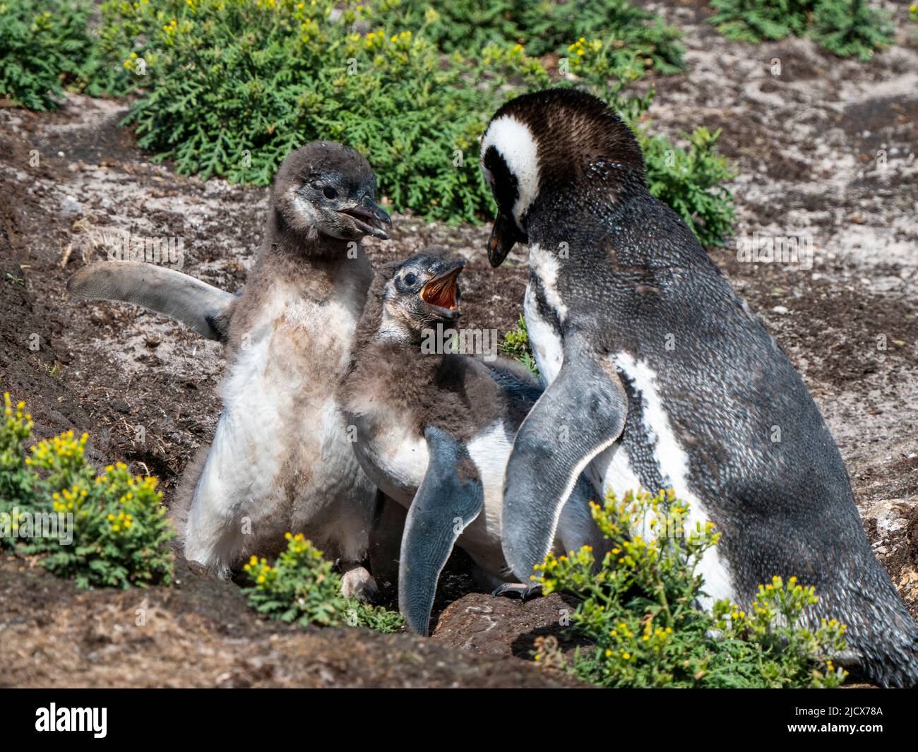 Erwachsener Magellanspinguin (Spheniscus magellanicus), der von hungrigen Küken auf New Island, Falklands, Südamerika, angestachelt wird Stockfoto