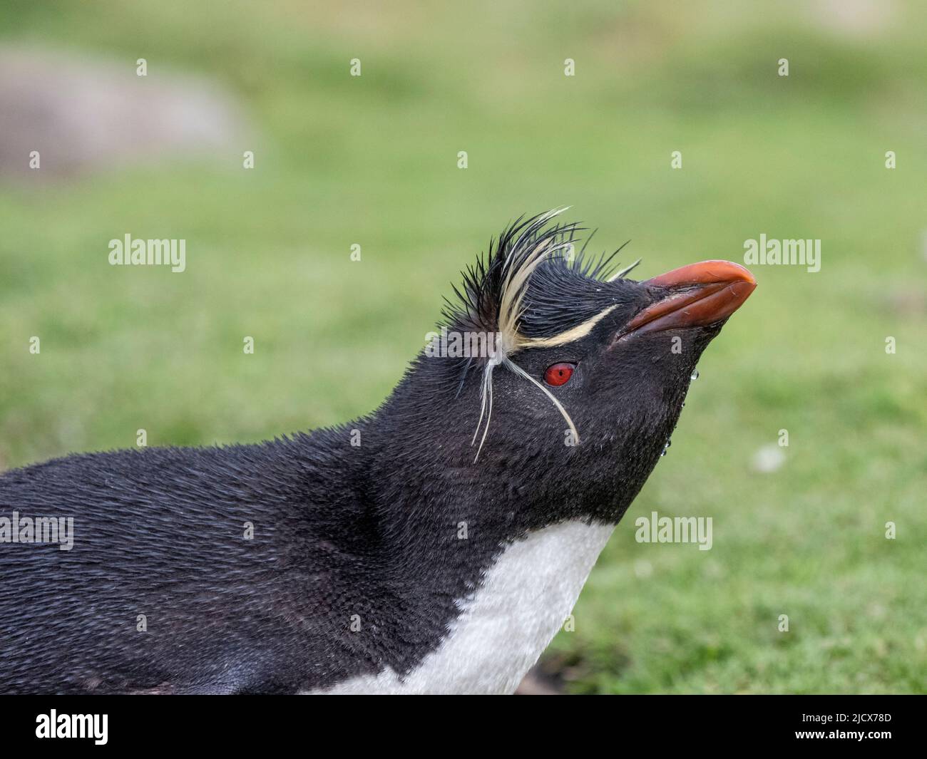 Erwachsene südliche Steintrichter-Pinguine (Eudytes chrysocome), Kopfdetails auf Saunders Island, Falklands, Südamerika Stockfoto