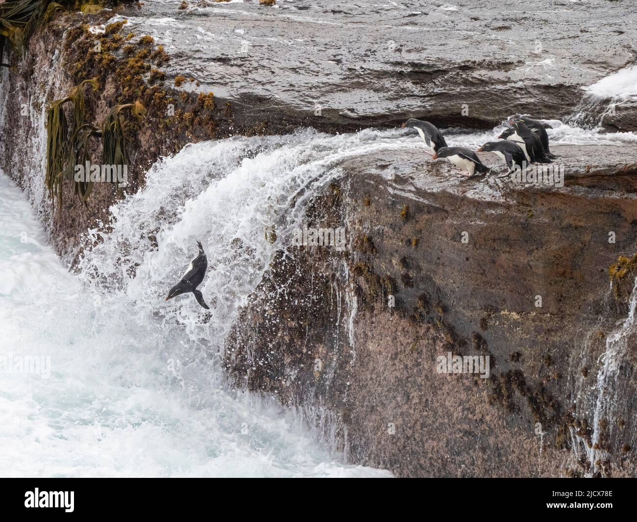 Südliche Steintrichter-Pinguine (Eudytes chrysocome), die in riesigen Wellen auf New Island, Falklands, Südamerika, ins Meer springen Stockfoto