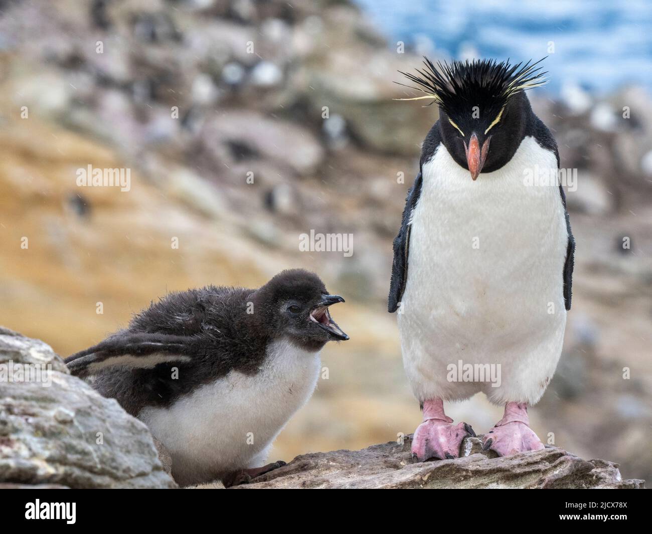 Südlicher Steintrichter-Pinguin (Eudytes chrysocome), erwachsen mit Küken auf New Island, Falklands, Südamerika Stockfoto