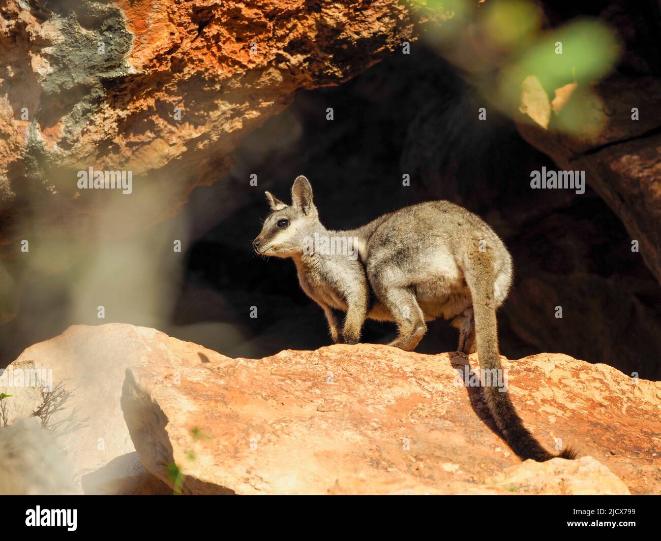 Schwarzfuß-Wallaby (Petogale lateralis), im Cape Range National Park, Western Australia, Australien, Pazifik Stockfoto