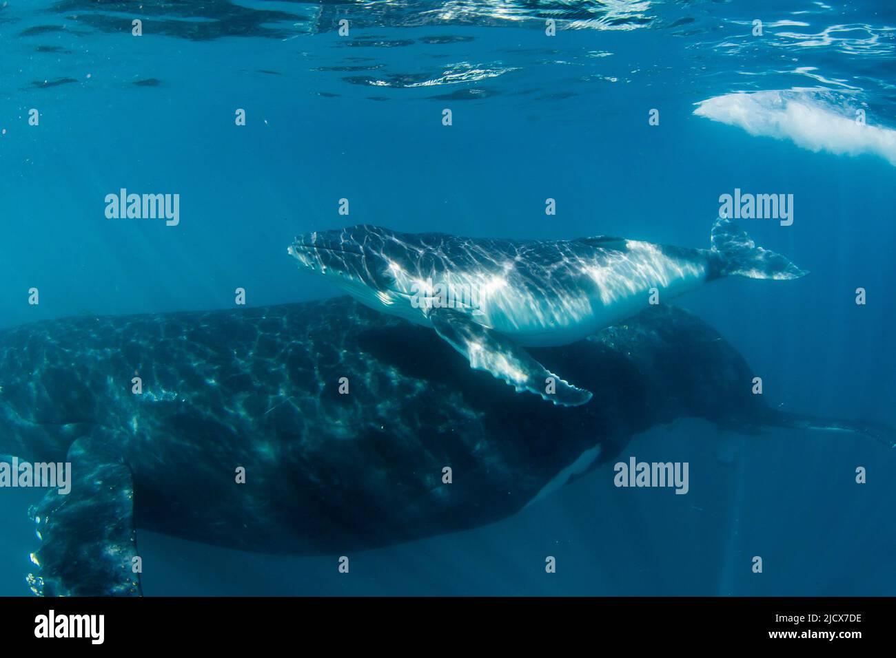 Buckelwal (Megaptera novaeangliae), Mutter und Kalb unter Wasser, Ningaloo Reef, Western Australia, Australien, Pazifik Stockfoto