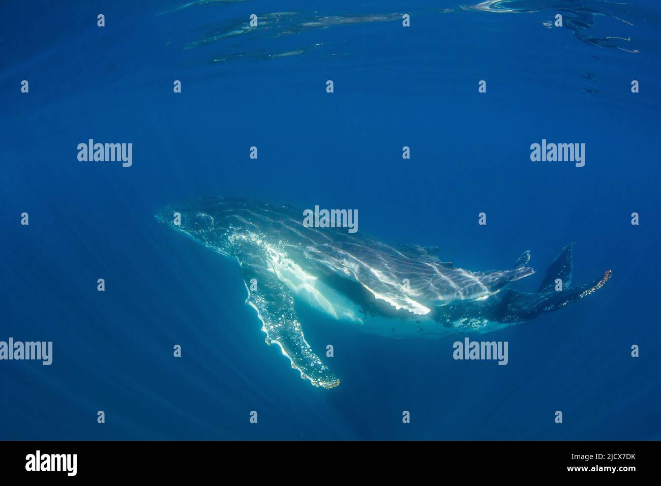 Buckelwal (Megaptera novaeangliae), Mutter und Kalb unter Wasser, Ningaloo Reef, Western Australia, Australien, Pazifik Stockfoto