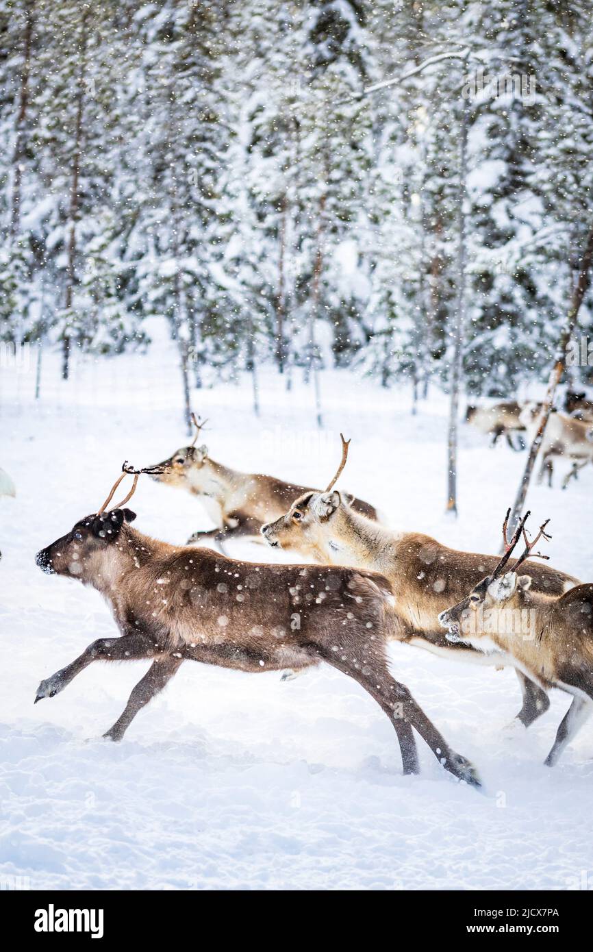 Eine kleine Gruppe von Rentieren läuft im verschneiten Wald während des arktischen Winters, Lapplands, Schwedens, Skandinaviens, Europas Stockfoto