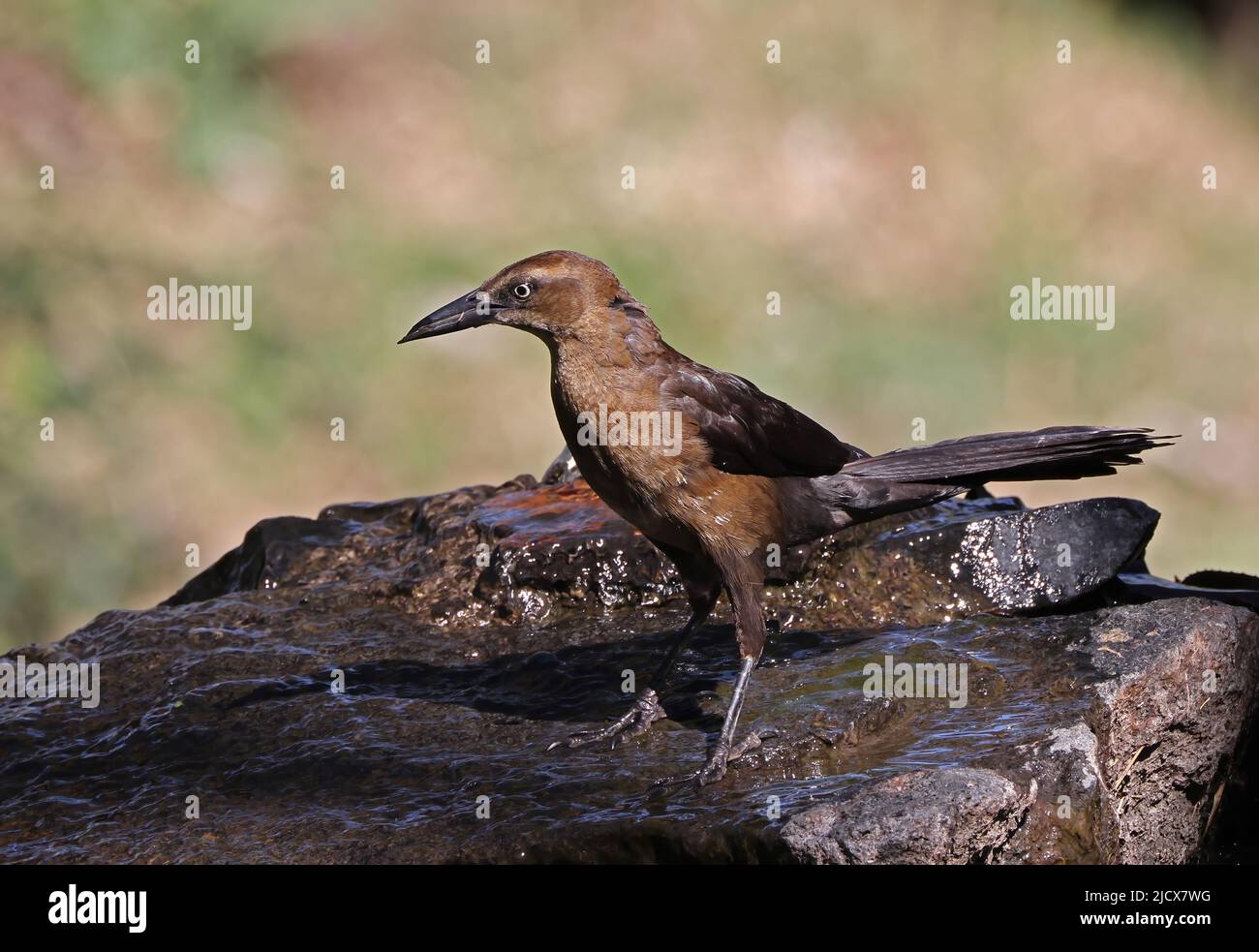 Schwanzgrackle (Quiscalus mexicanus peruvianus) erwachsenes Weibchen auf nassem Felsen San Jose, Costa Rica März Stockfoto