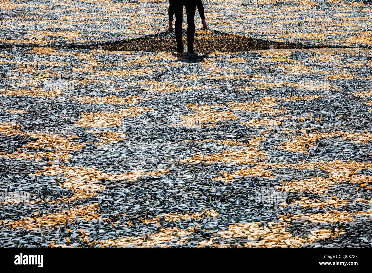 Kiew, Ukraine. 15.. Juni 2022. Freiwillige gewebt das größte Tarnnetz für die Flugzeuge der Streitkräfte der Ukraine. Kredit: SOPA Images Limited/Alamy Live Nachrichten Stockfoto