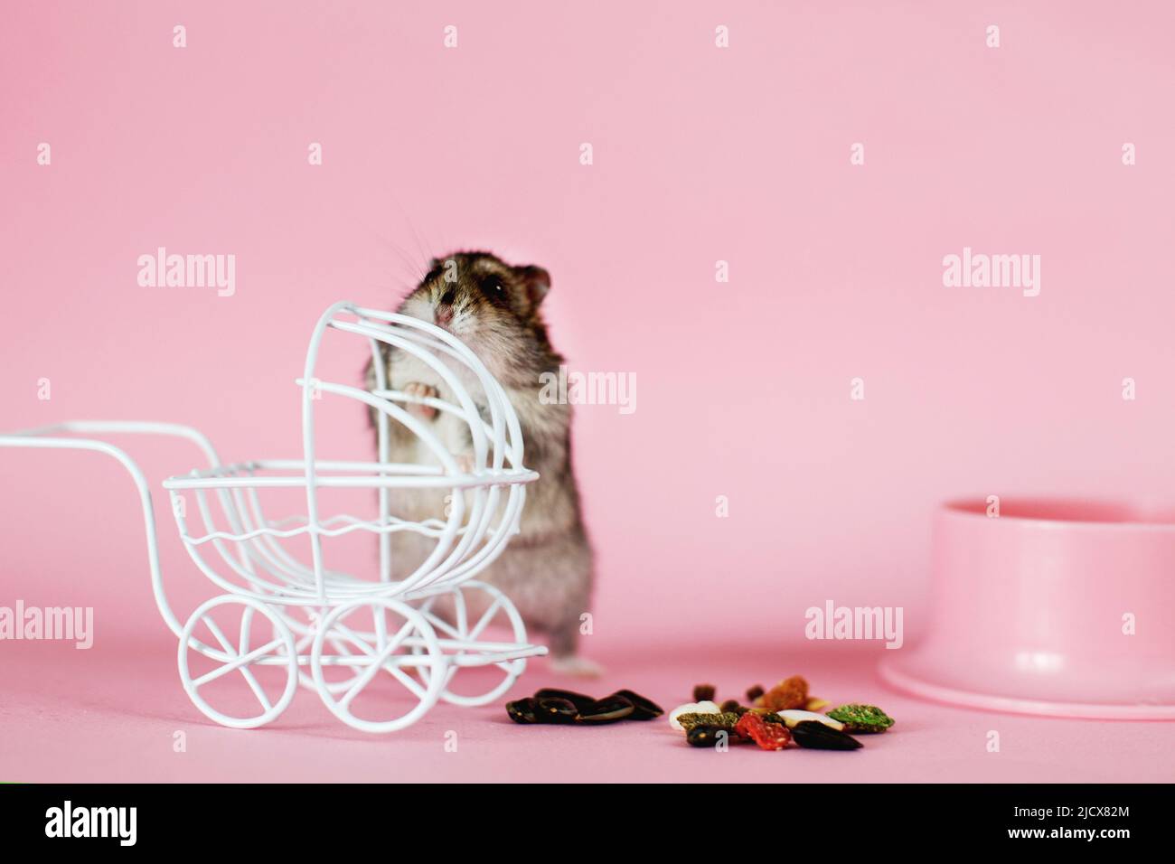 Lustiger djungarischer Hamster mit Vintage-Deko-Kinderwagen und Futter in der Nähe seiner Schale auf einem rosa Hintergrund Stockfoto