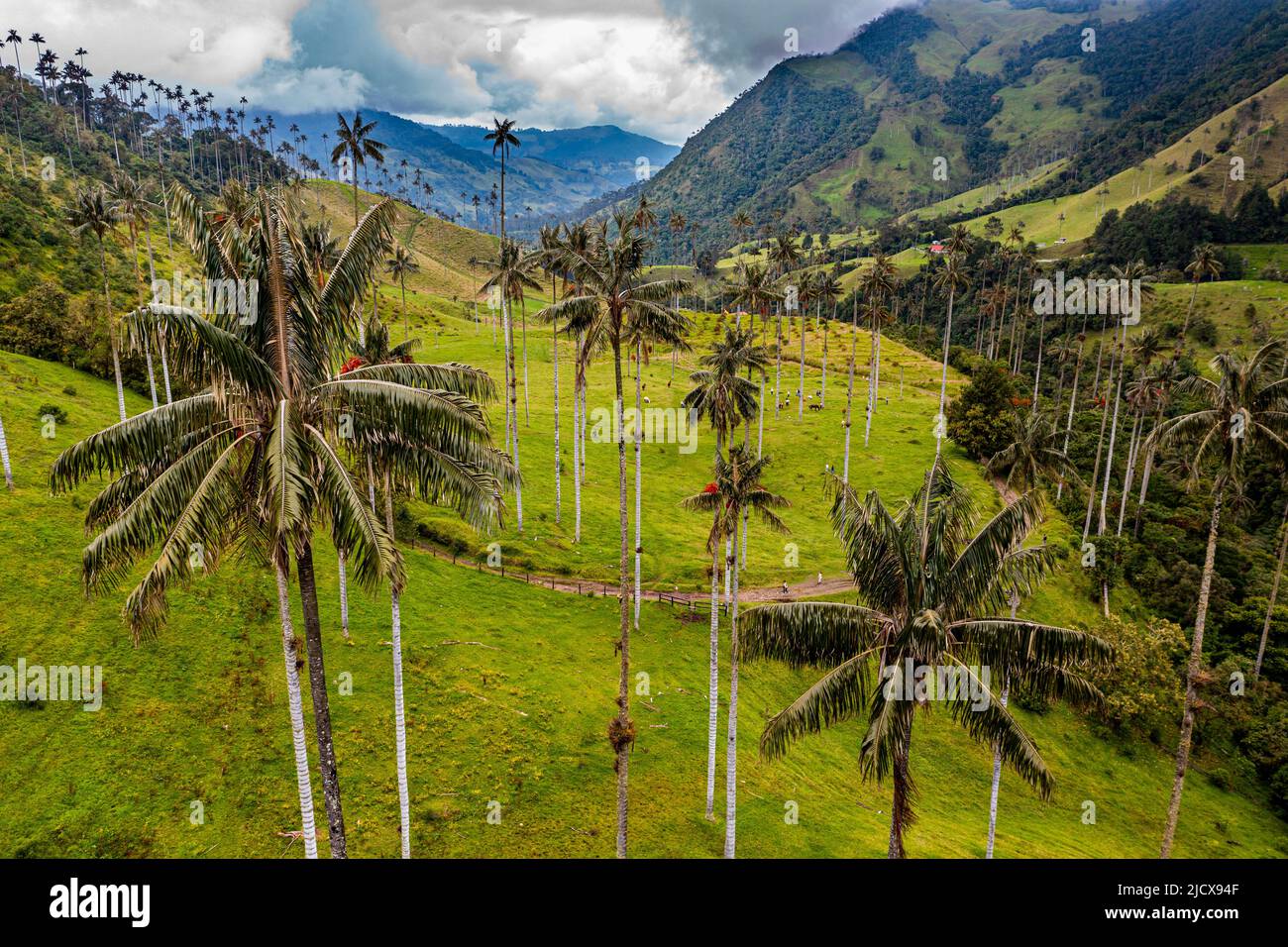 Wachspalmen, größte Palmen der Welt, Cocora Valley, UNESCO-Weltkulturerbe, Kaffee-Kulturlandschaft, Salento, Kolumbien, Südamerika Stockfoto