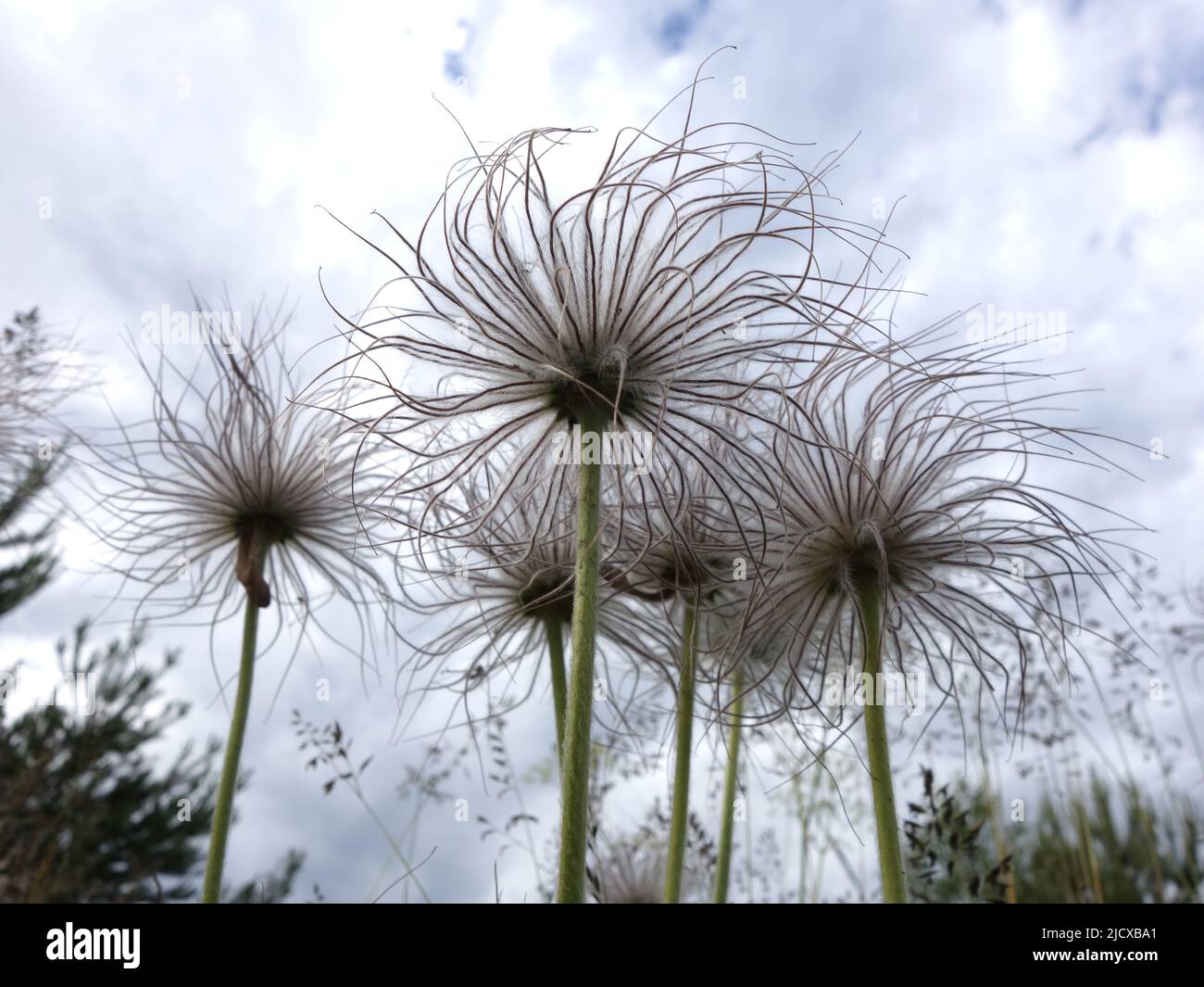 Pulsatilla pratensis nach der Blüte mit seinem bürstenartigen Kopf, der im Wind schwankt. Stockfoto