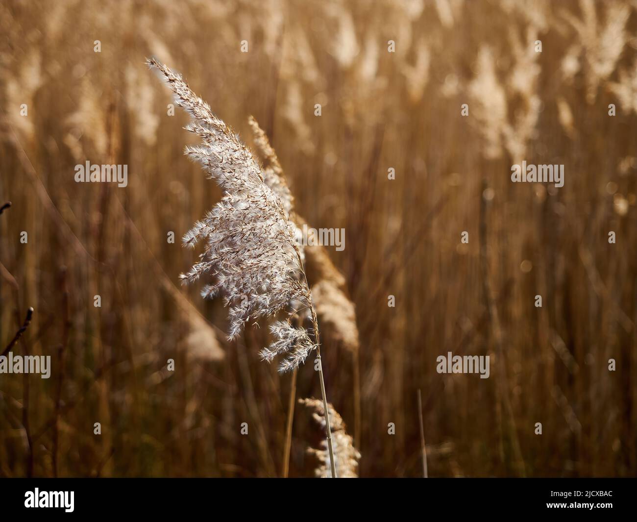 Lange, fedrige, herbstliche Gräser, die in einem tiefen, spätnachmittäglichen Wintersonnenlicht gefangen sind, während der Wind durch sie rafft. Stockfoto