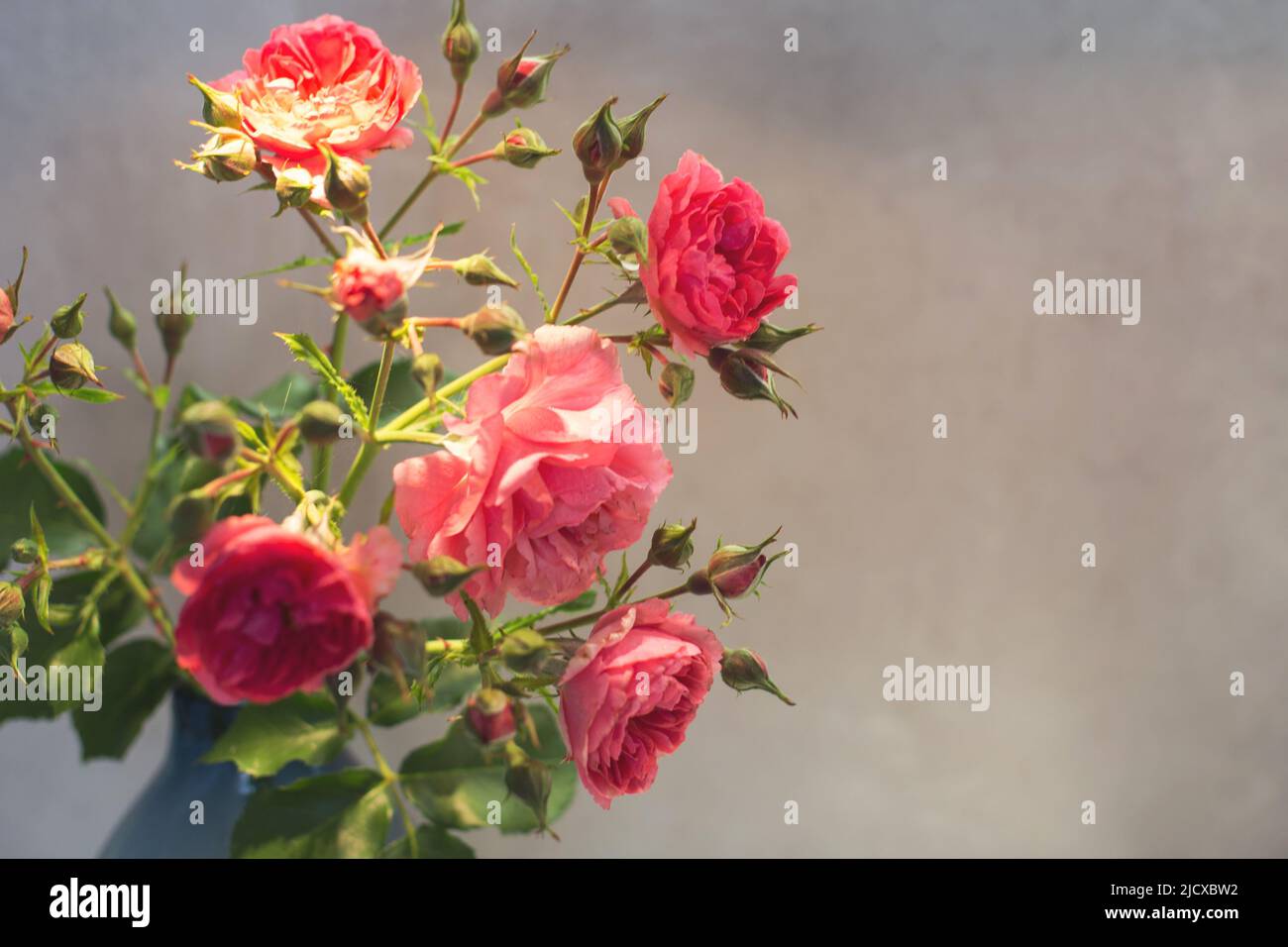 Rote Rose mit starkem Kontrast und Wassertropfen auf grauem Hintergrund. Blumenstrauß in einer Vase Stockfoto