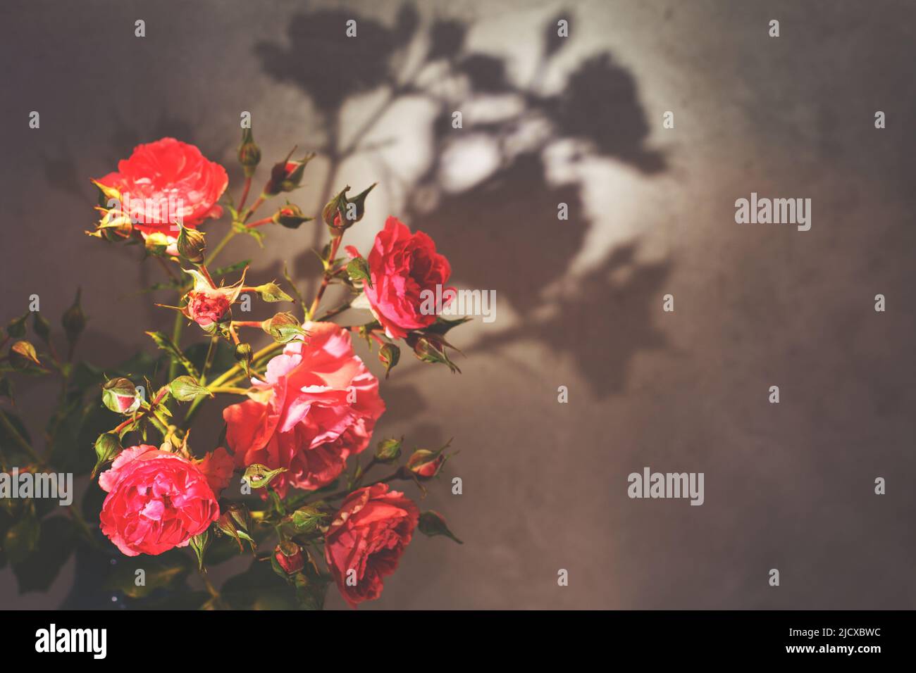 Rote Rose mit starkem Kontrast und Wassertropfen auf grauem Hintergrund. Blumenstrauß in einer Vase Stockfoto