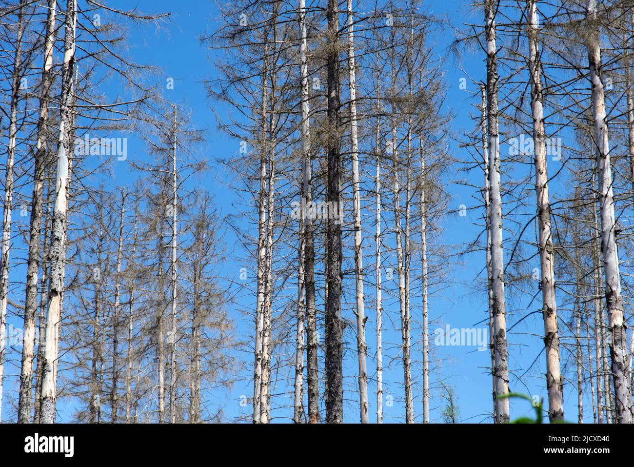 Tote Fichten am Edersee in Hessen Stockfoto