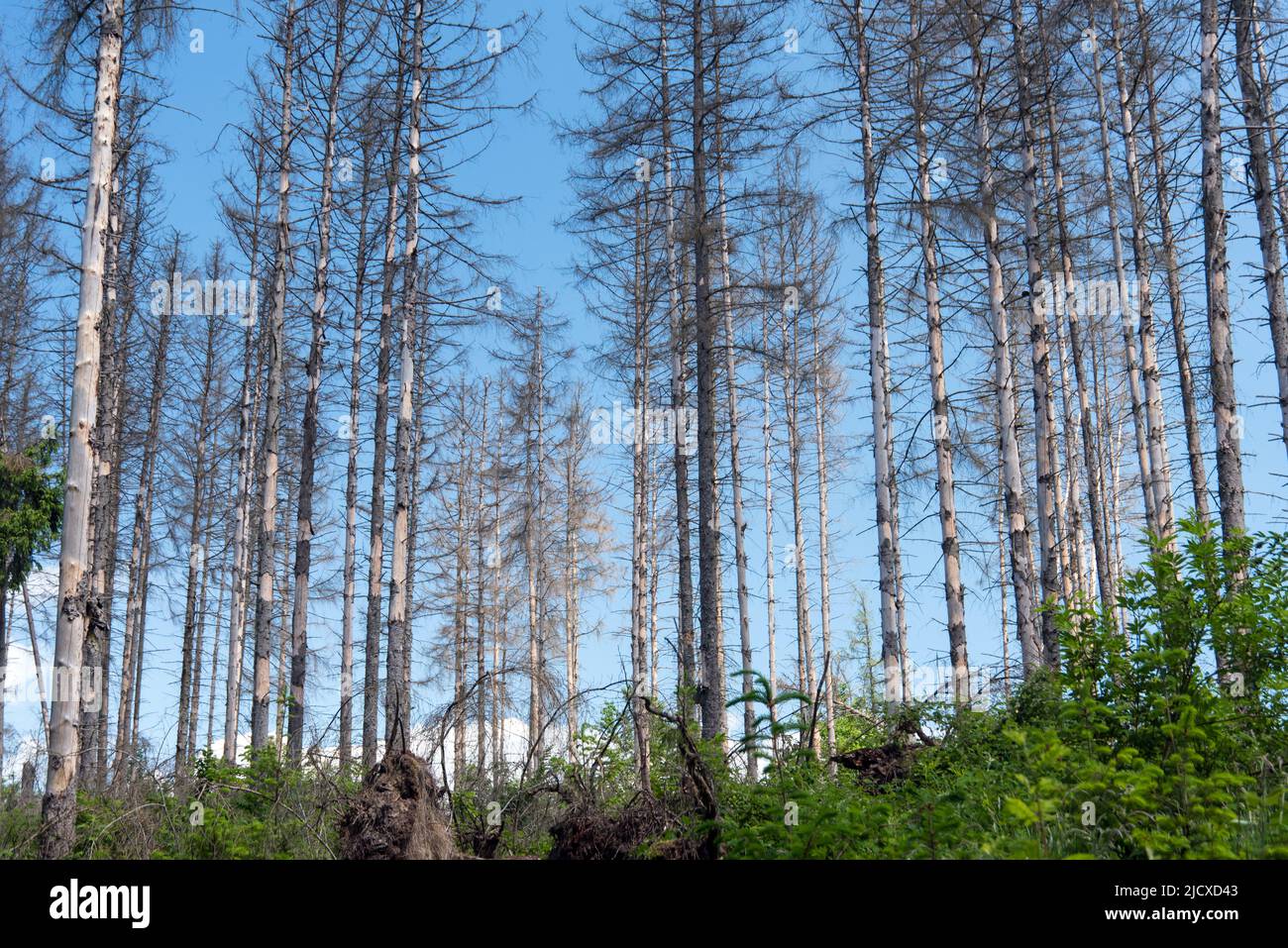 Tote Fichten am Edersee in Hessen Stockfoto