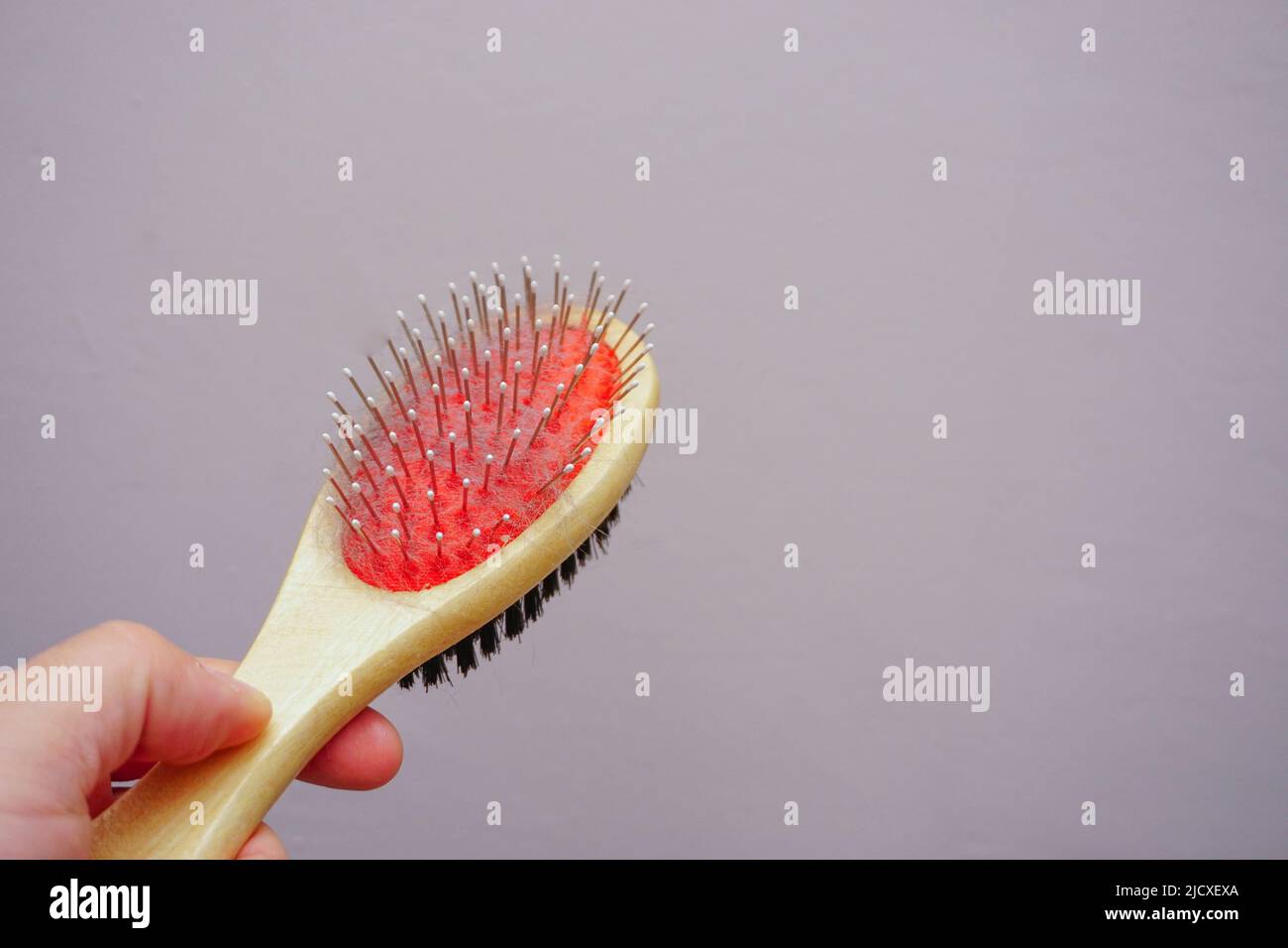 Haufen Katzenpelz aus schottischer Faltenkatze aus der Nahaufnahme gekämmt Stockfoto