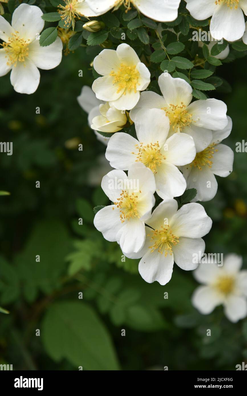 Große gelbe Hagebutten blühen im Sommer auf einem Busch Stockfoto