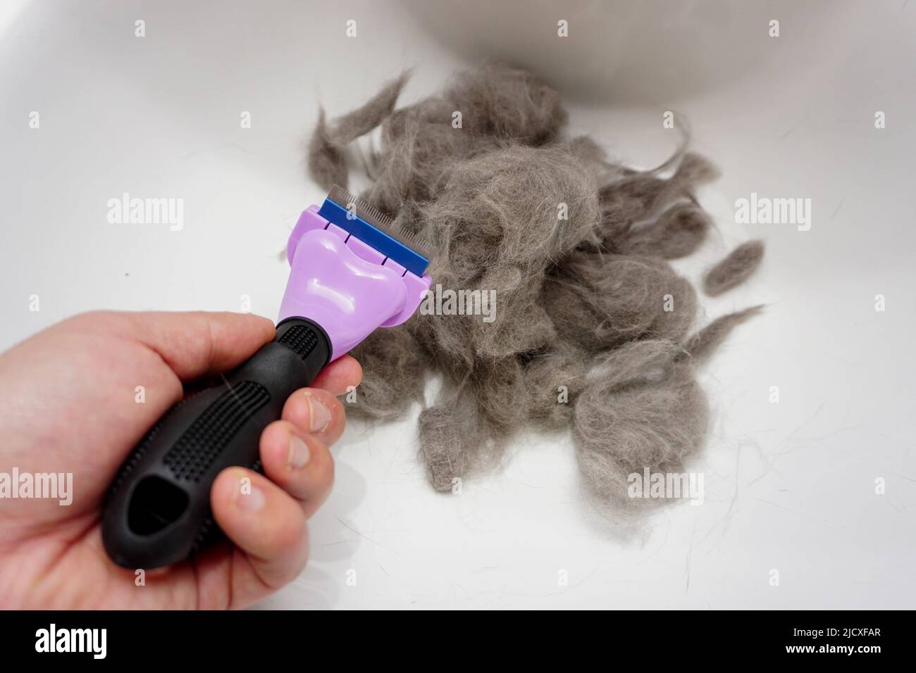 Haufen Katzenpelz aus schottischer Faltenkatze aus der Nahaufnahme gekämmt Stockfoto