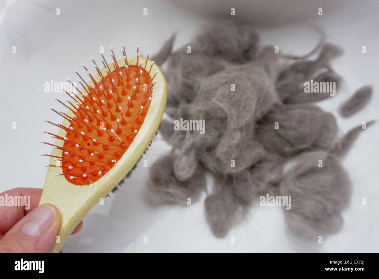 Haufen Katzenpelz aus schottischer Faltenkatze aus der Nahaufnahme gekämmt Stockfoto