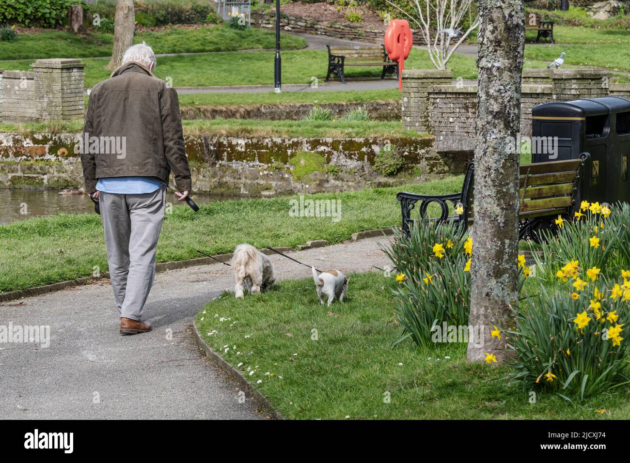 Ein Mann, der in den Trenance Gardens in Newquay in Cornwall, Großbritannien, mit seinen Haustieren unterwegs ist. Stockfoto