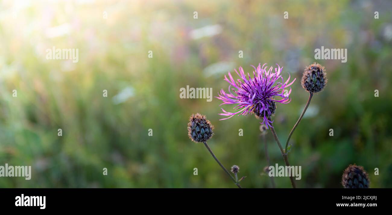 Natürlicher, unscharfer Wiesenhintergrund mit weichem Fokus und Kornblumenblumenblüte aus nächster Nähe bei Sonnenuntergang im Sommer. Details zur Natur. Schönheit der lokalen Natur. Ort Stockfoto