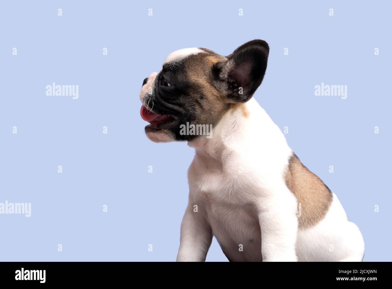 Niedlicher französischer Bulldogge-Welpe, der seitlich auf einem blauen Hintergrund sitzt. Stockfoto