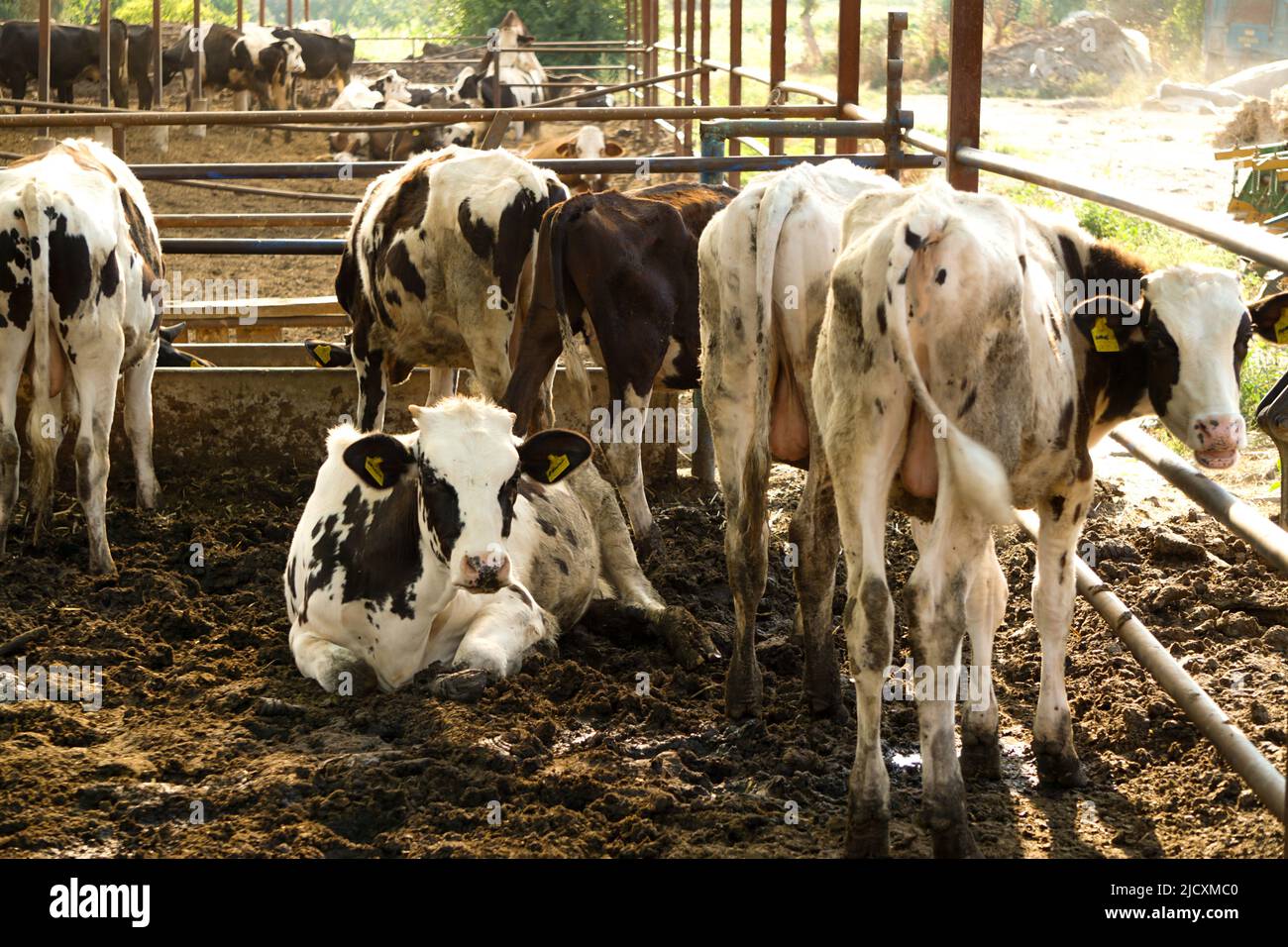 Moderner Kuhstall mit Tierhaltung aus der Nähe Stockfoto