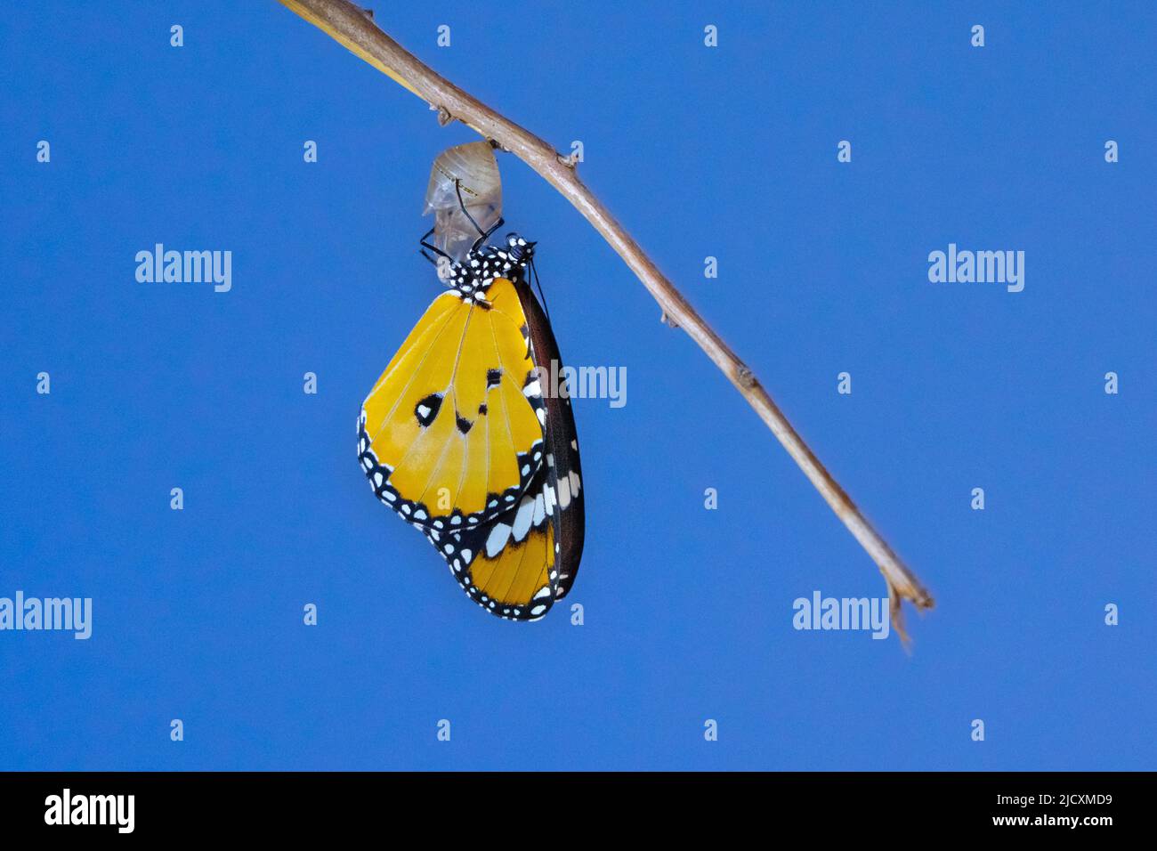 Schmetterling (Danaus chrysippus), Afrikanischer Monarch oder gewöhnlicher Tiger-Schmetterling, der aus seinem Kokon hervortritt. Dieser Schmetterling kommt in Afrika, Indien, Süd-Eas vor Stockfoto