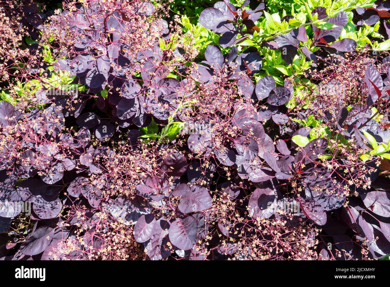 Rauchbusch, Cotinus coggygria, mit anderen Pflanzen, die durch ihn wachsen, um einen Kontrast zum dunklen Laub zu bieten. Stockfoto