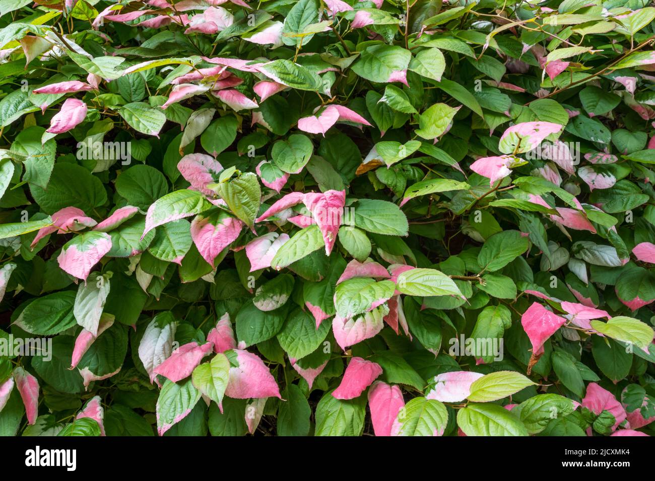 Kiwi-Rebsorte, Actinidia kolomikta. Stockfoto