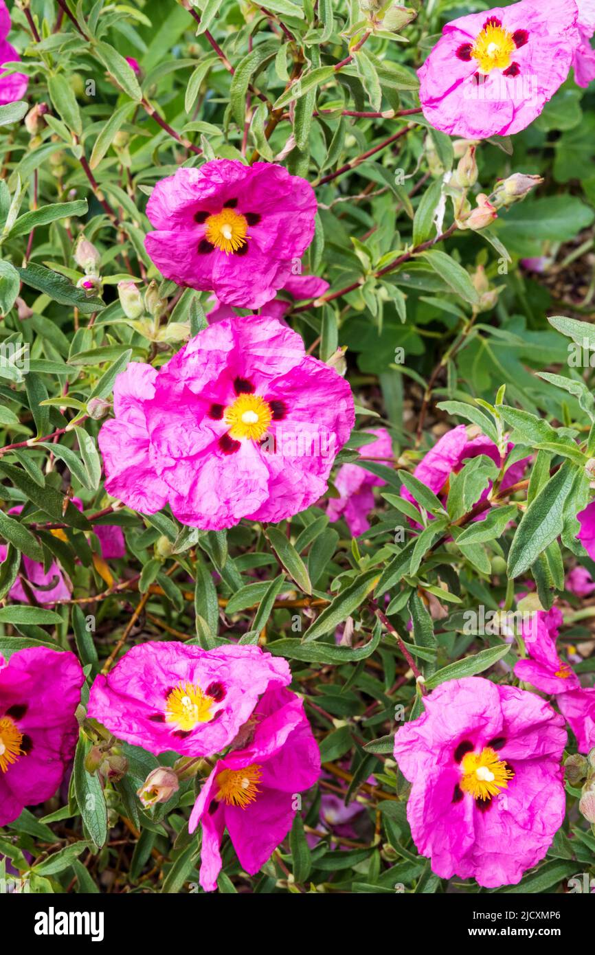 Orchideenrosenrose, Cistus × purpureus. Stockfoto