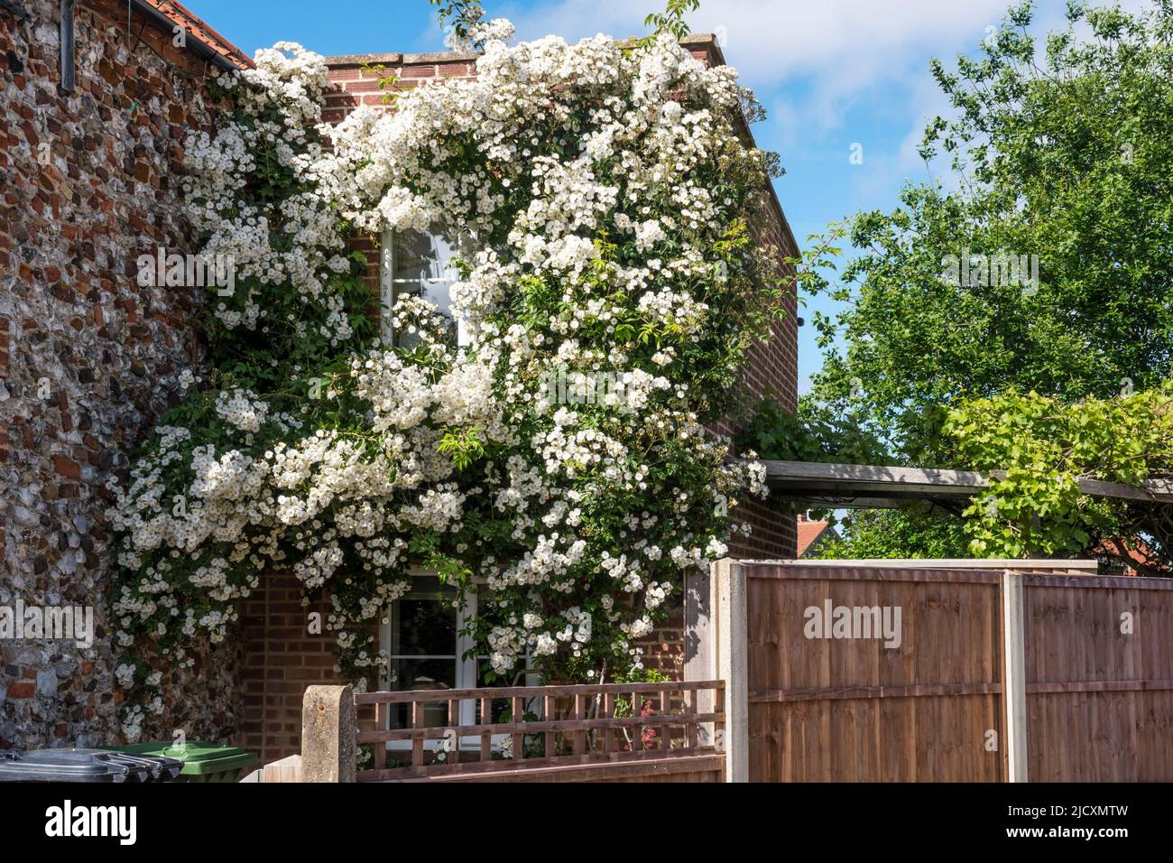 Eine Rosa filipes 'Kiftsgate' wandernde Rose, die die Seite eines Hauses bedeckte und begann, die Fenster zu blockieren. Stockfoto