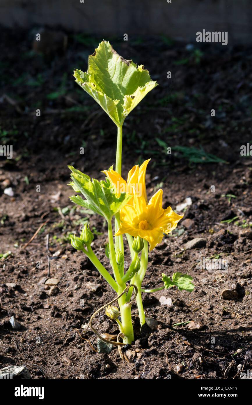 Blume auf Courgette 'Zucchini', Cucurbita pepo, wächst in einem Gemüsegarten oder Zuteilung. Stockfoto
