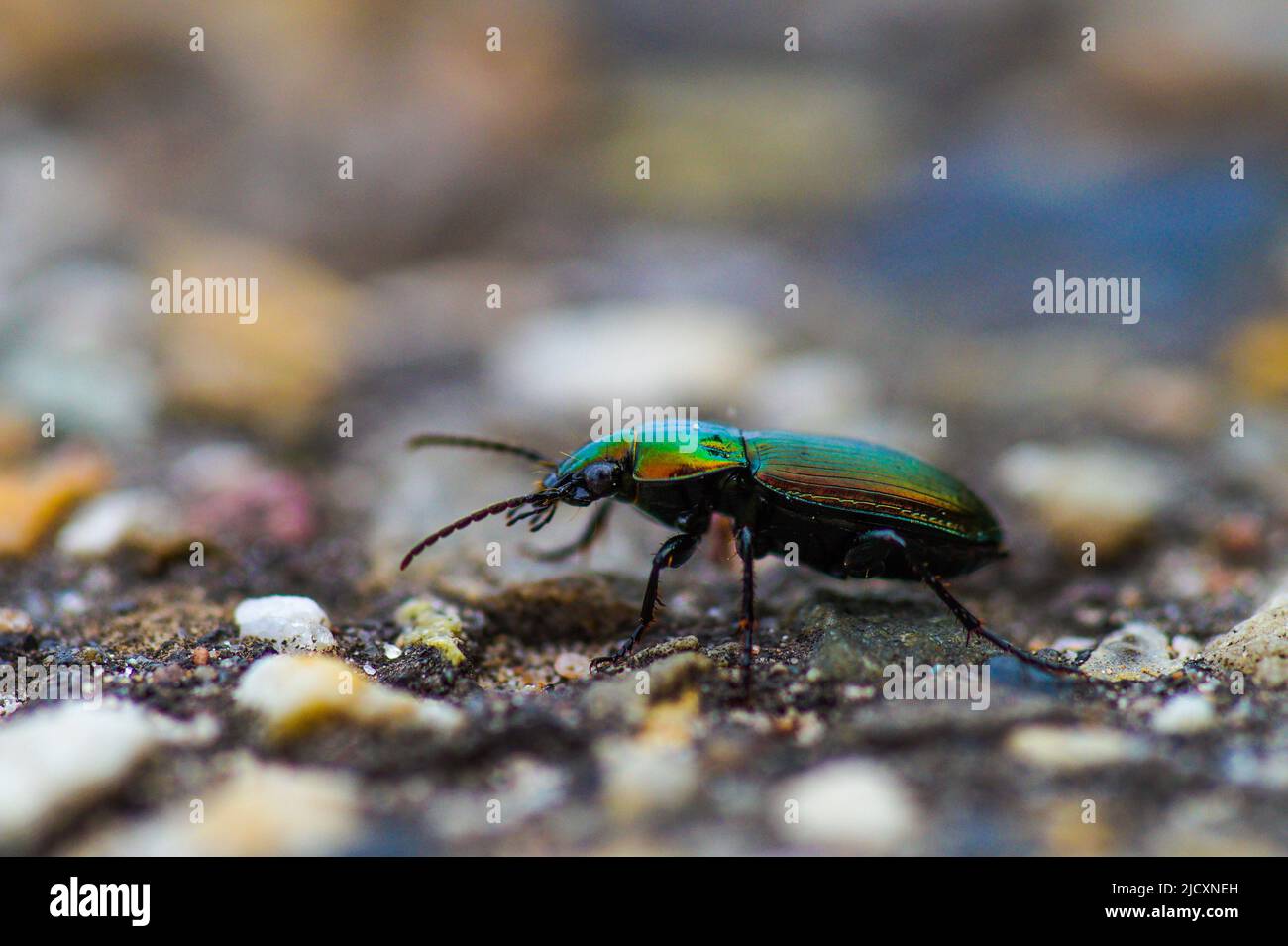 Schimmernde Käfer auf Steinen - Seitenansicht Stockfoto