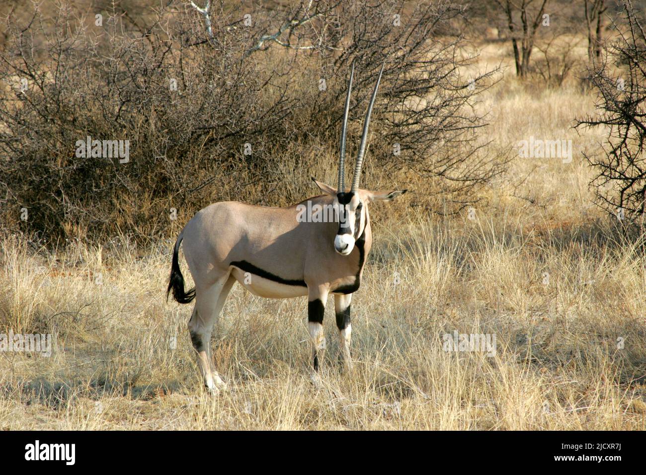 Männliche ostafrikanische Oryx (Oryx beisa) auch als Beisa in Kenia fotografiert bekannt die Beisa Oryx (Oryx beisa) versammeln sich in Herden von zwei Dutzend oder mehr und Stockfoto