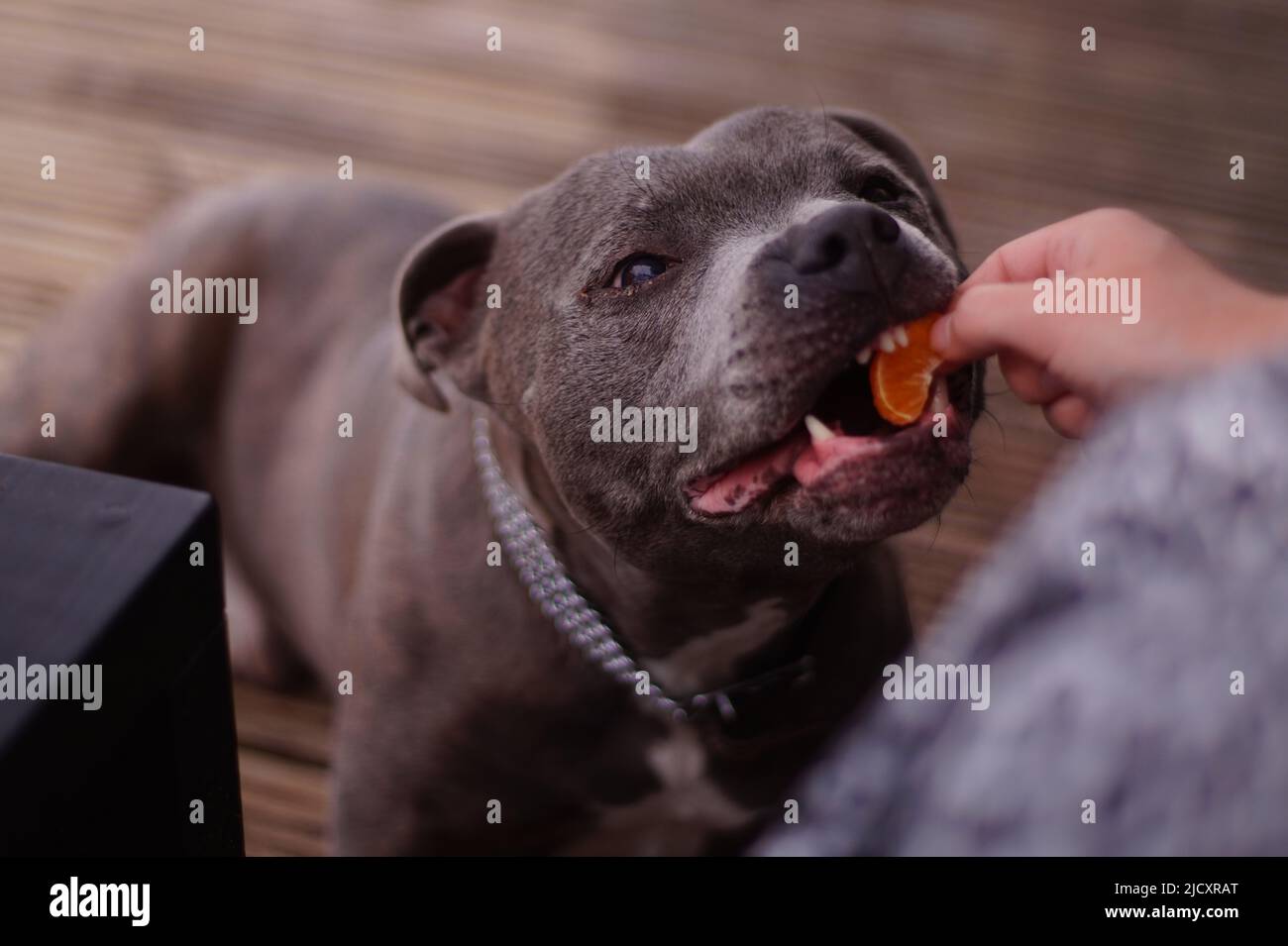 Staffordshire Bull Terrier Gesicht beim Essen einer Orange, die von einer menschlichen Hand angeboten wird. Stockfoto