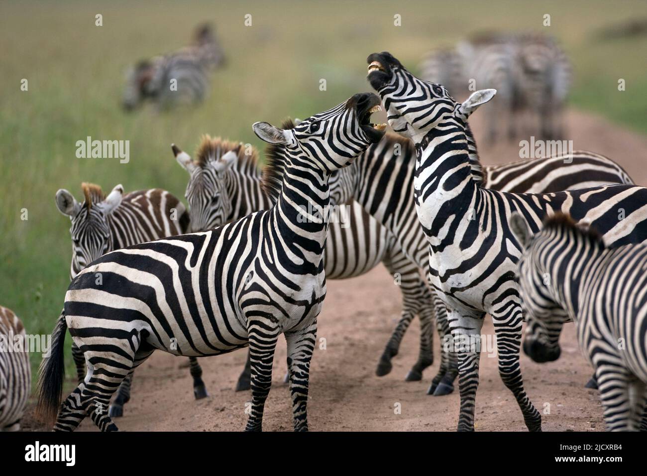 Grant-Zebra (Equus quagga boehmi) ist die kleinste der sieben Unterarten des Flachzebra. Diese Unterart repräsentiert die Zebraform der Sere Stockfoto