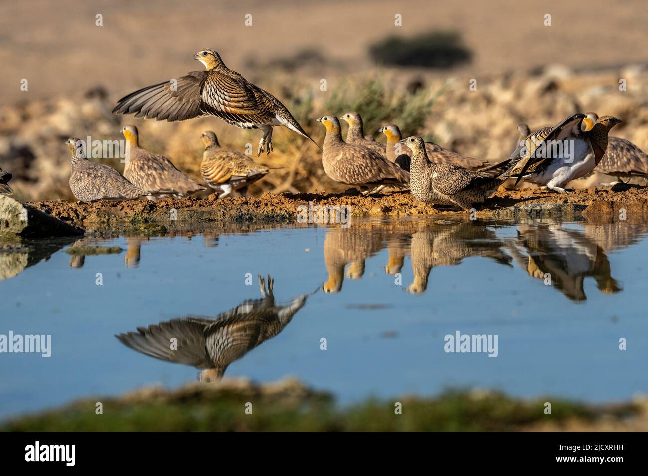 Der Nadelschwanzhuhn (Pterocles alchata) ist ein mittelgroßer Vogel in der Familie der Sandhuhngewächse, die in Nordafrika und den Rassen der Nadelschwanzhuhngewächse züchtet werden Stockfoto