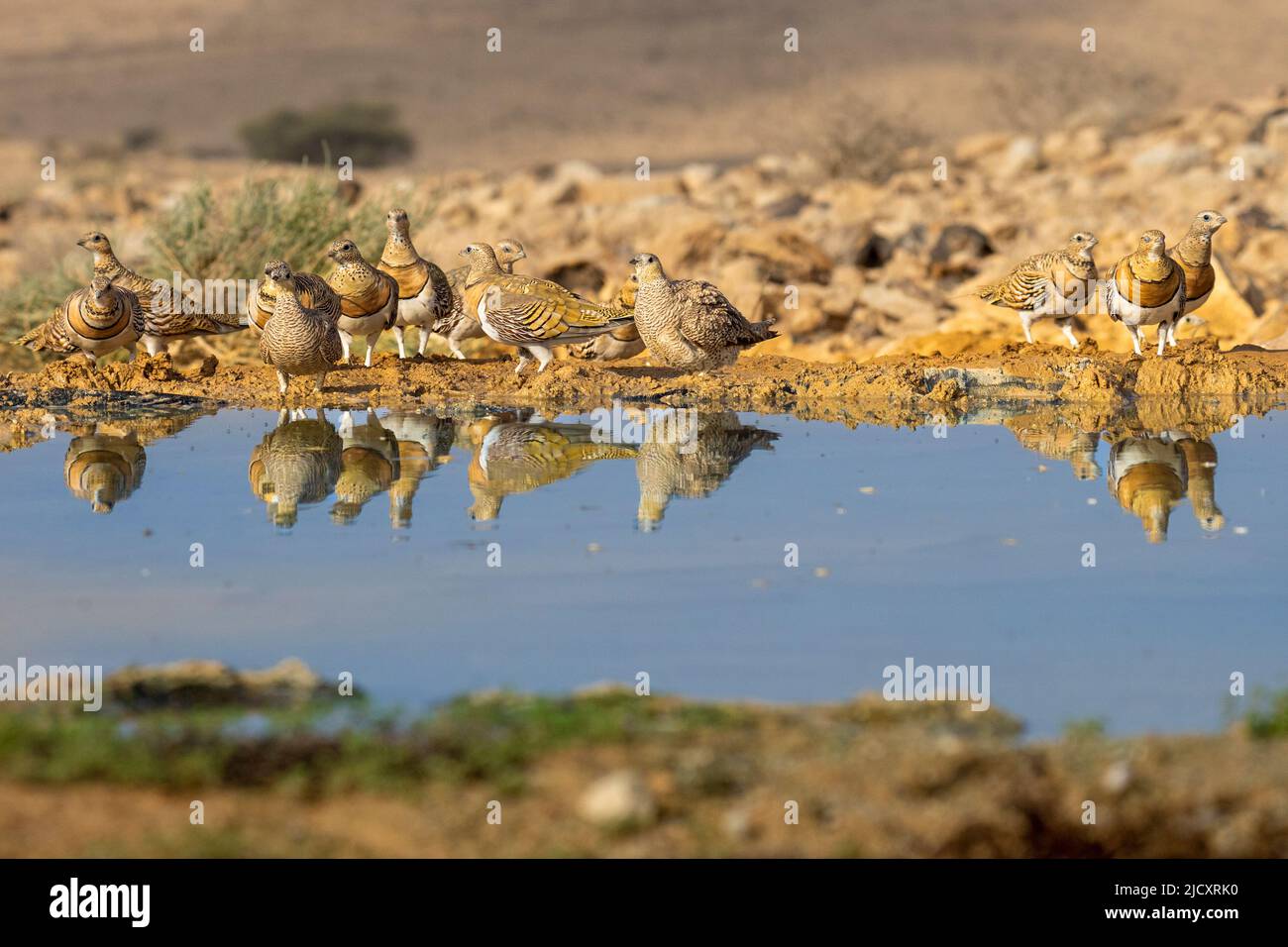 Der Nadelschwanzhuhn (Pterocles alchata) ist ein mittelgroßer Vogel in der Familie der Sandhuhngewächse, die in Nordafrika und den Rassen der Nadelschwanzhuhngewächse züchtet werden Stockfoto