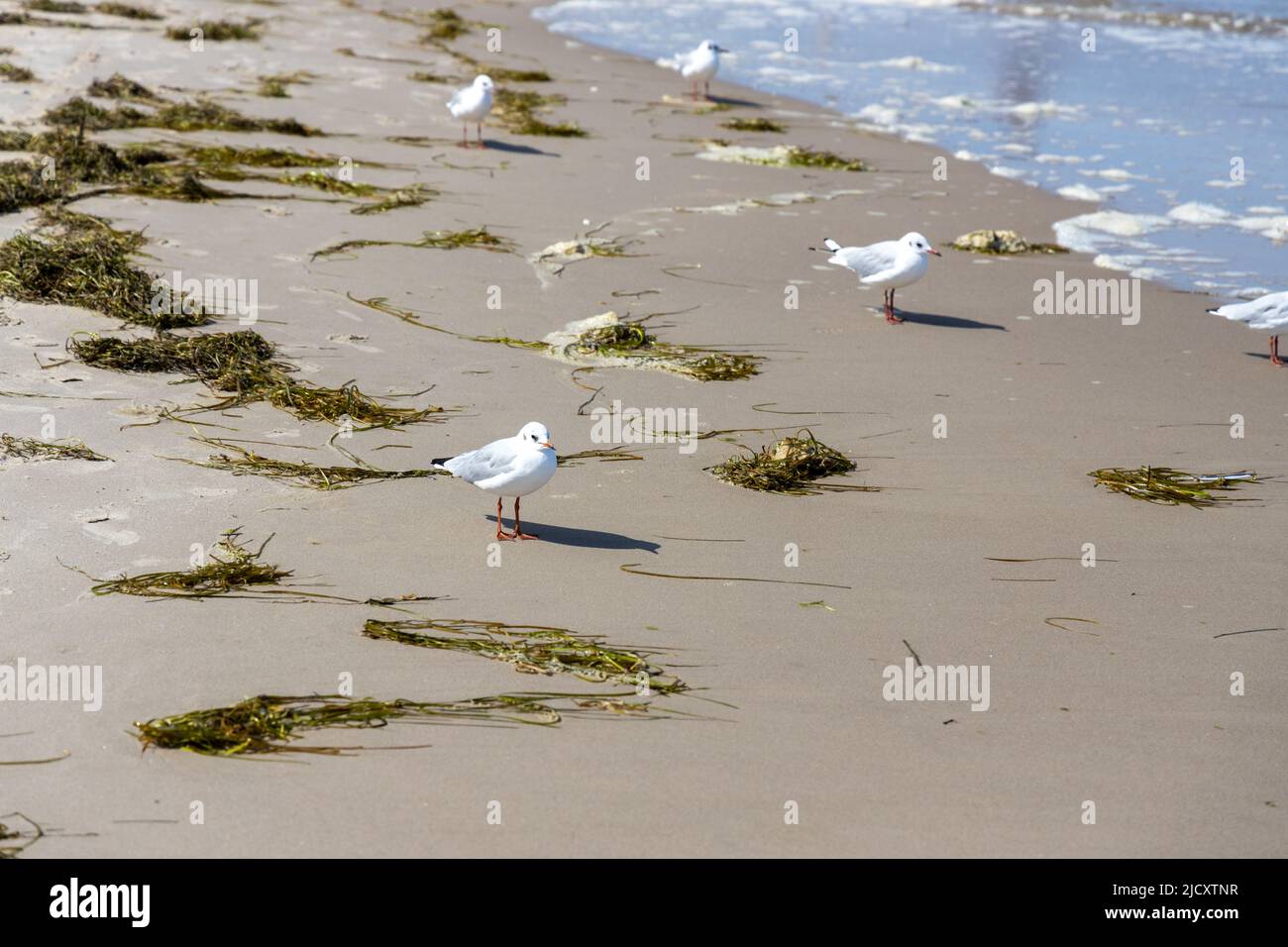 Viele Möwen am Strand der Ostsee auf der Suche nach Nahrung Stockfoto