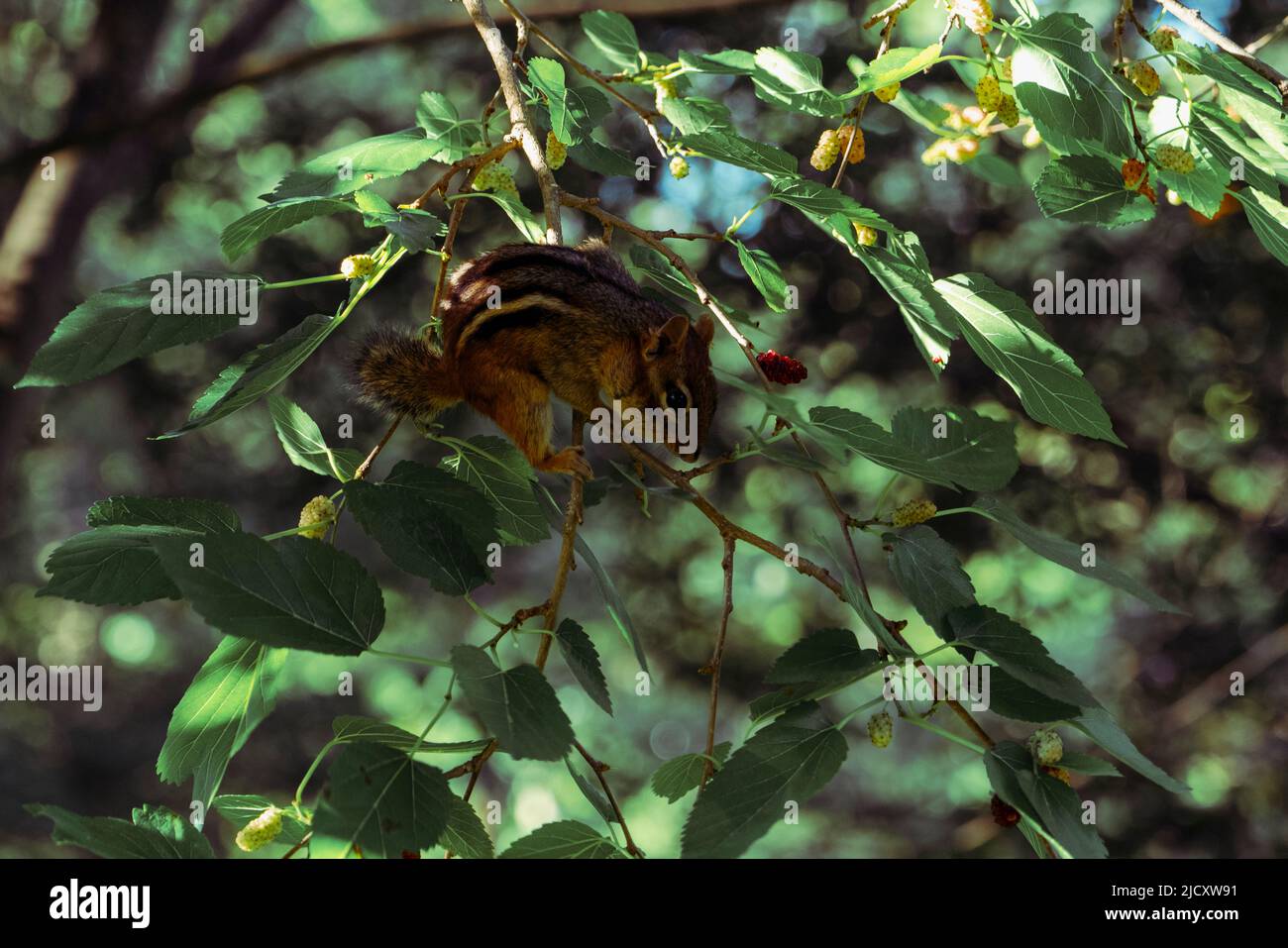 Ein Chipmunk, der in einem Baum sitzt und eine Beere isst Stockfoto