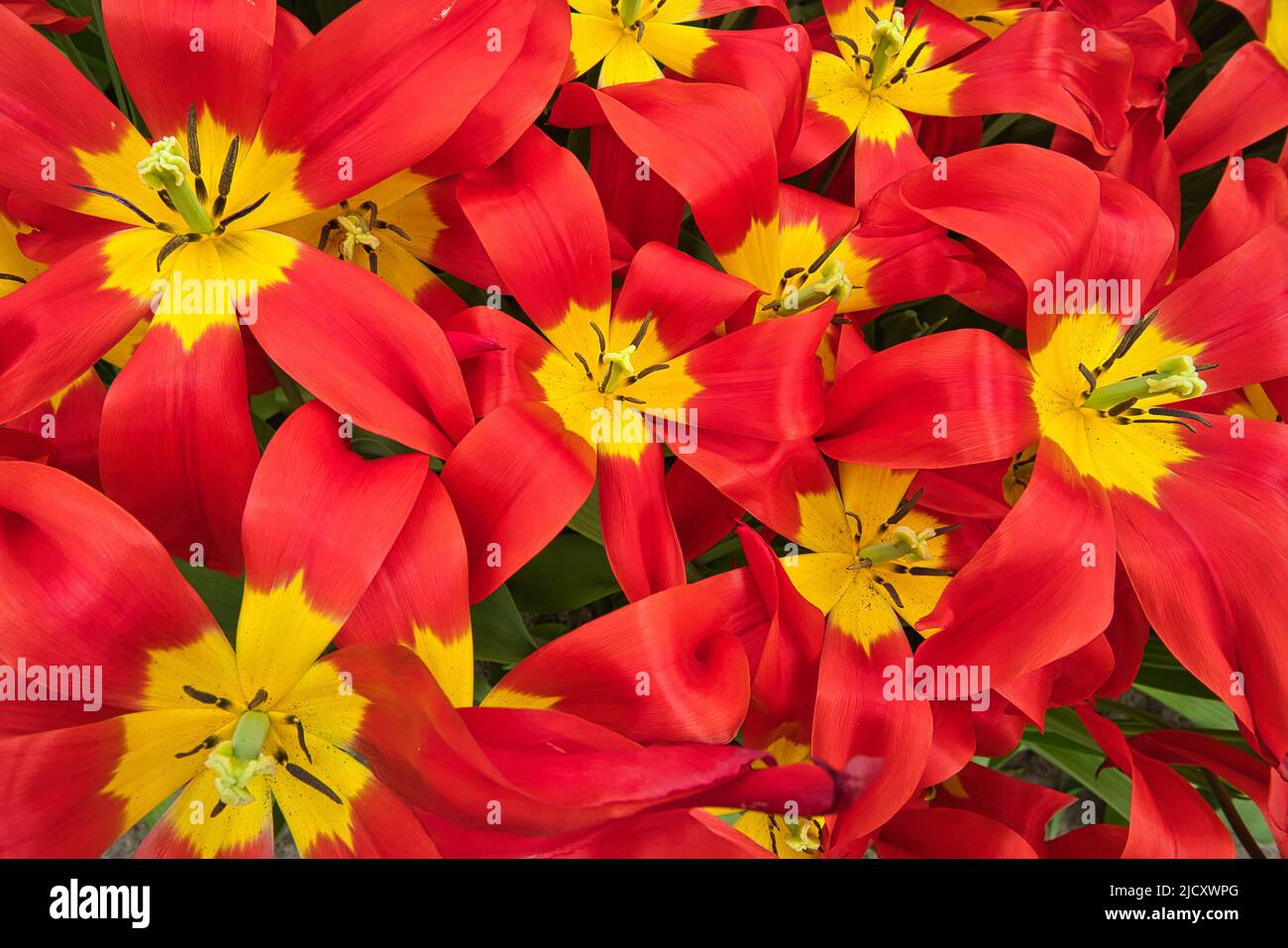 Mehrere rote und gelbe Blüten im Blumenbeet Stockfoto